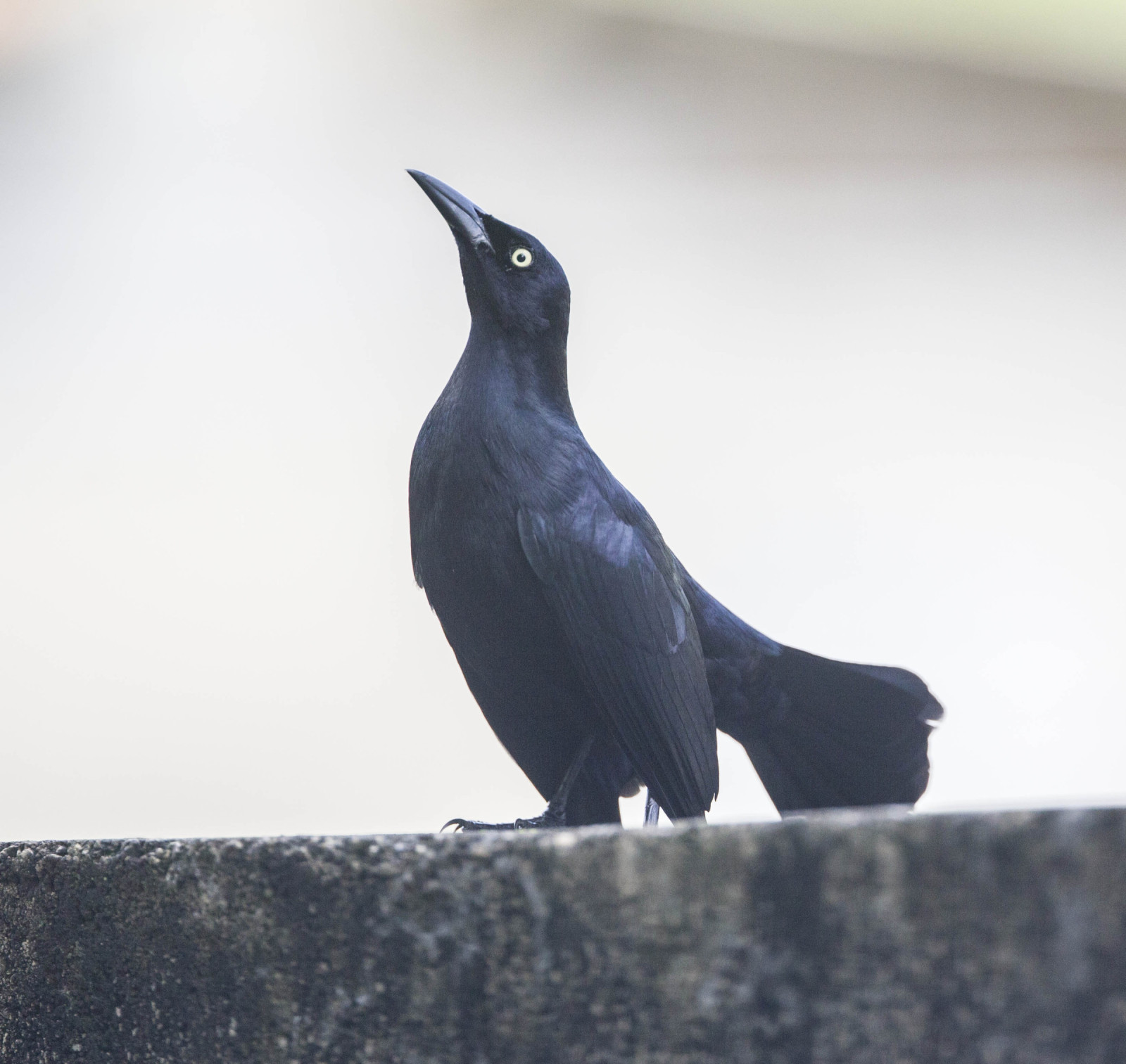 image Greater Antillean Grackle